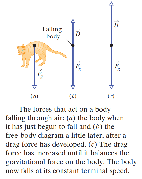 The fall of a cat, and the drag force that will eventually bring it to terminal velocity.